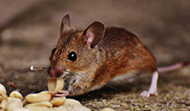 24 Hour & Emergency Exterminators in Ft Loudon, PA